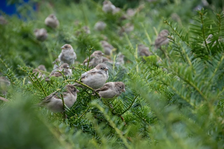 a group of birds sitting on top of a tree, unsplash, overgrown foliage, sparrows, 2006 photograph, petite