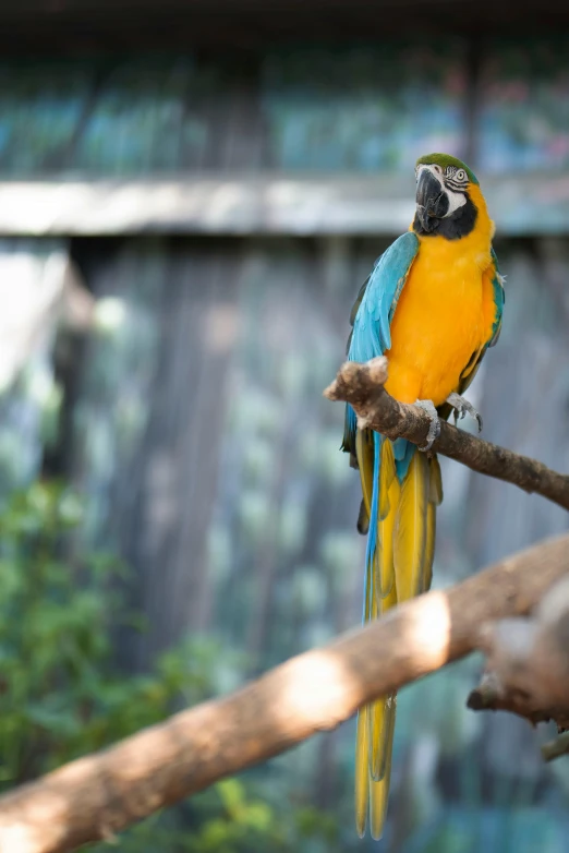 a colorful bird sitting on top of a tree branch, in the zoo exhibit, yellow and blue, louisiana, color