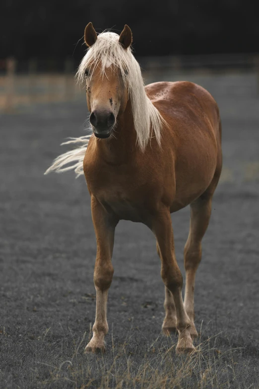 a brown horse standing on top of a grass covered field, small blond goatee, in the middle of an arena, bashful expression, with long blond hair