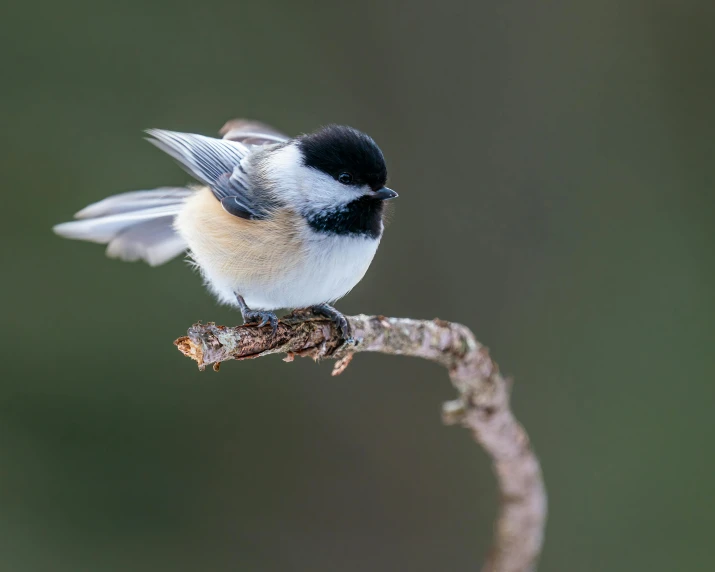 a small bird sitting on top of a tree branch, doing a majestic pose, slide show, outrageously fluffy, 2019 trending photo