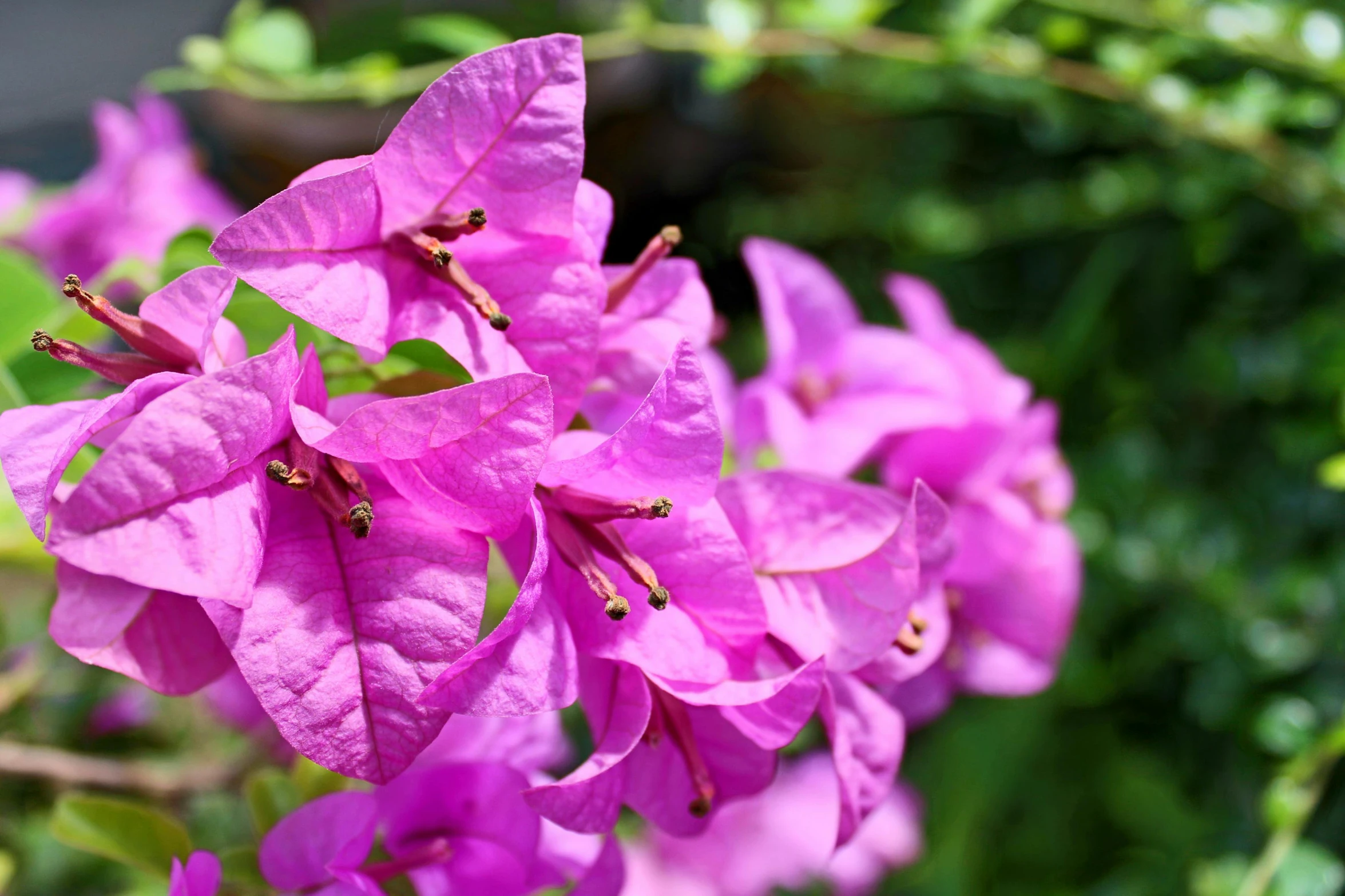 a close up of a bunch of purple flowers, by Gwen Barnard, hurufiyya, bougainvillea, in the sun, second colours - purple, laura watson