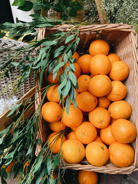 a basket full of oranges sitting on top of a table, vibrant foliage, getting groceries, award-winning crisp details”, 🐿🍸🍋