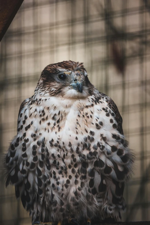 a close up of a bird of prey in a cage, a portrait, trending on pexels, white with chocolate brown spots, avian warrior, towering over the camera, raw dual pixel