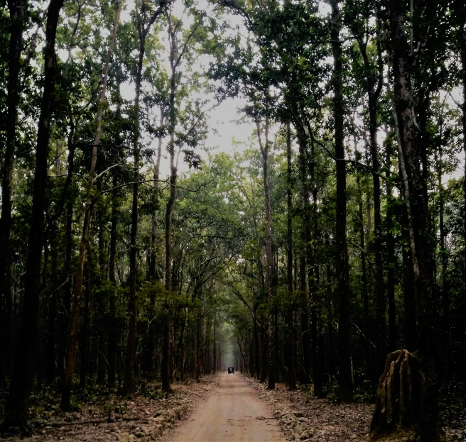 a dirt road in the middle of a forest, an album cover, by Carey Morris, pexels contest winner, sumatraism, assamese aesthetic, ((forest)), angkor thon, brown