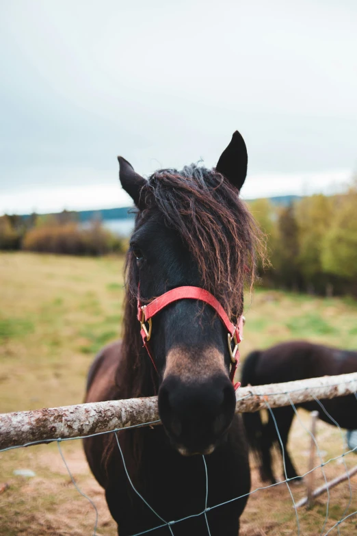 a horse sticking its head over a fence, pexels contest winner, wild black hair, norwegian, ready to model, 4k photo”