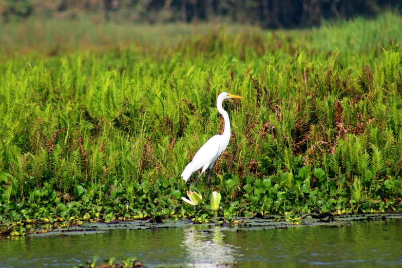 a white bird standing on top of a lush green field, by Sudip Roy, hurufiyya, louisiana swamps, fishing, festivals, distant photo