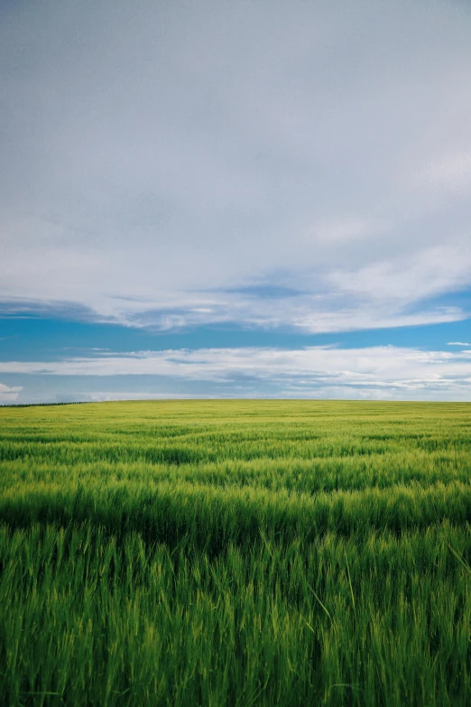 a field of green grass with a blue sky in the background, a picture, trending on unsplash, color field, farms, big sky, paul barson, mongolia