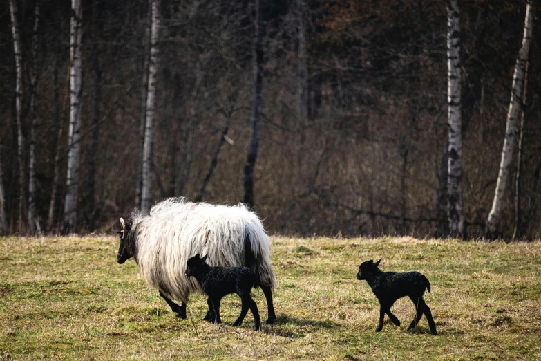 a black and white sheep and a baby sheep in a field, by Jacob Kainen, pexels contest winner, german forest, early spring, three animals, slavic style