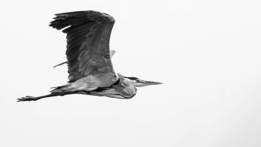 a black and white photo of a bird in flight, heron prestorn, 🦩🪐🐞👩🏻🦳, high key detailed, portrait of figther jet evading