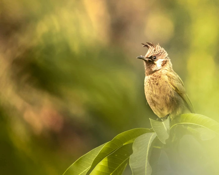 a small bird sitting on top of a green leaf, shouting, shot with sony alpha 1 camera, fine art print, brown