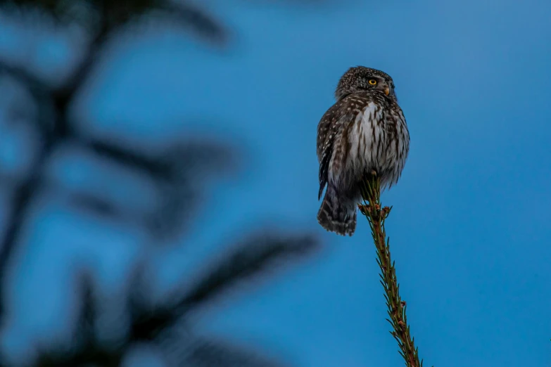 a small bird sitting on top of a tree branch, by Jaakko Mattila, unsplash contest winner, hurufiyya, very very small owl, predawn, a tall, by greg rutkowski