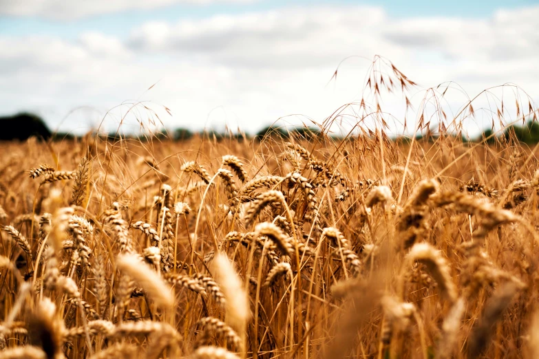 a field of ripe wheat on a sunny day, an album cover, unsplash, heath clifford, high quality product image”