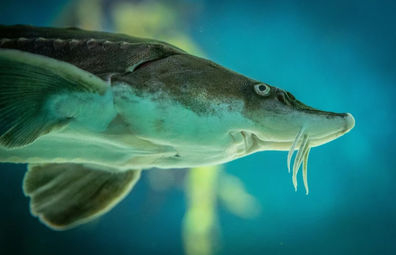 a close up of a fish with it's mouth open, by Greg Rutkowski, pexels contest winner, okinawa churaumi aquarium, pointy nose, side view close up of a gaunt, long chin