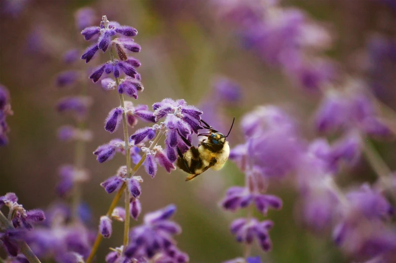 a bee sitting on top of a purple flower