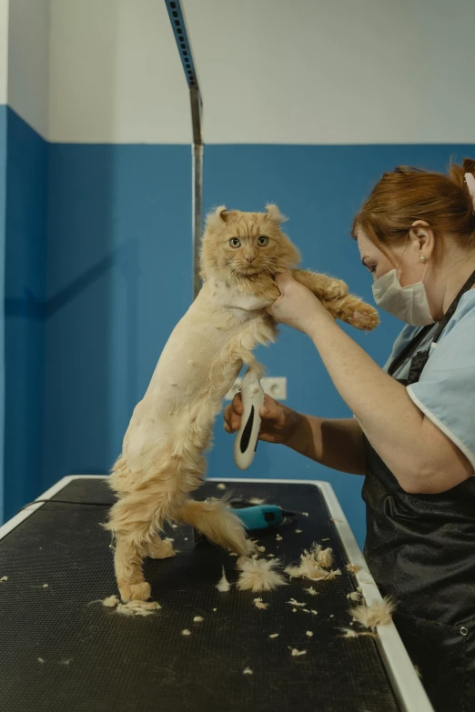 a woman in a face mask grooming a dog, by Julia Pishtar, whole cat body, with a curly perm, thumbnail, cut-scene