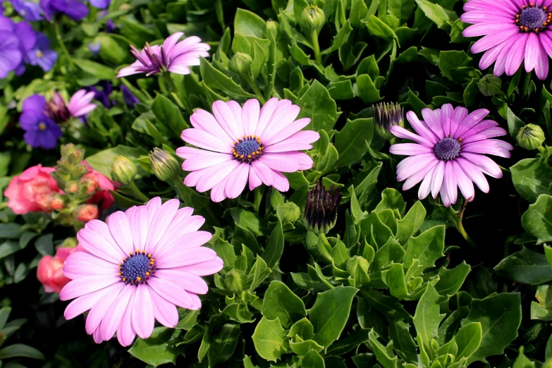 a group of purple flowers sitting on top of a lush green field, pexels, photorealism, pink, daisies, botanic foliage, potted plants