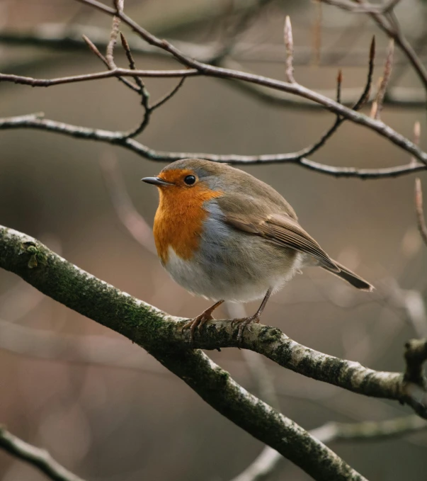 a small bird sitting on top of a tree branch, pexels contest winner, renaissance, 🦩🪐🐞👩🏻🦳, robin, with a white nose, taken in the late 2010s