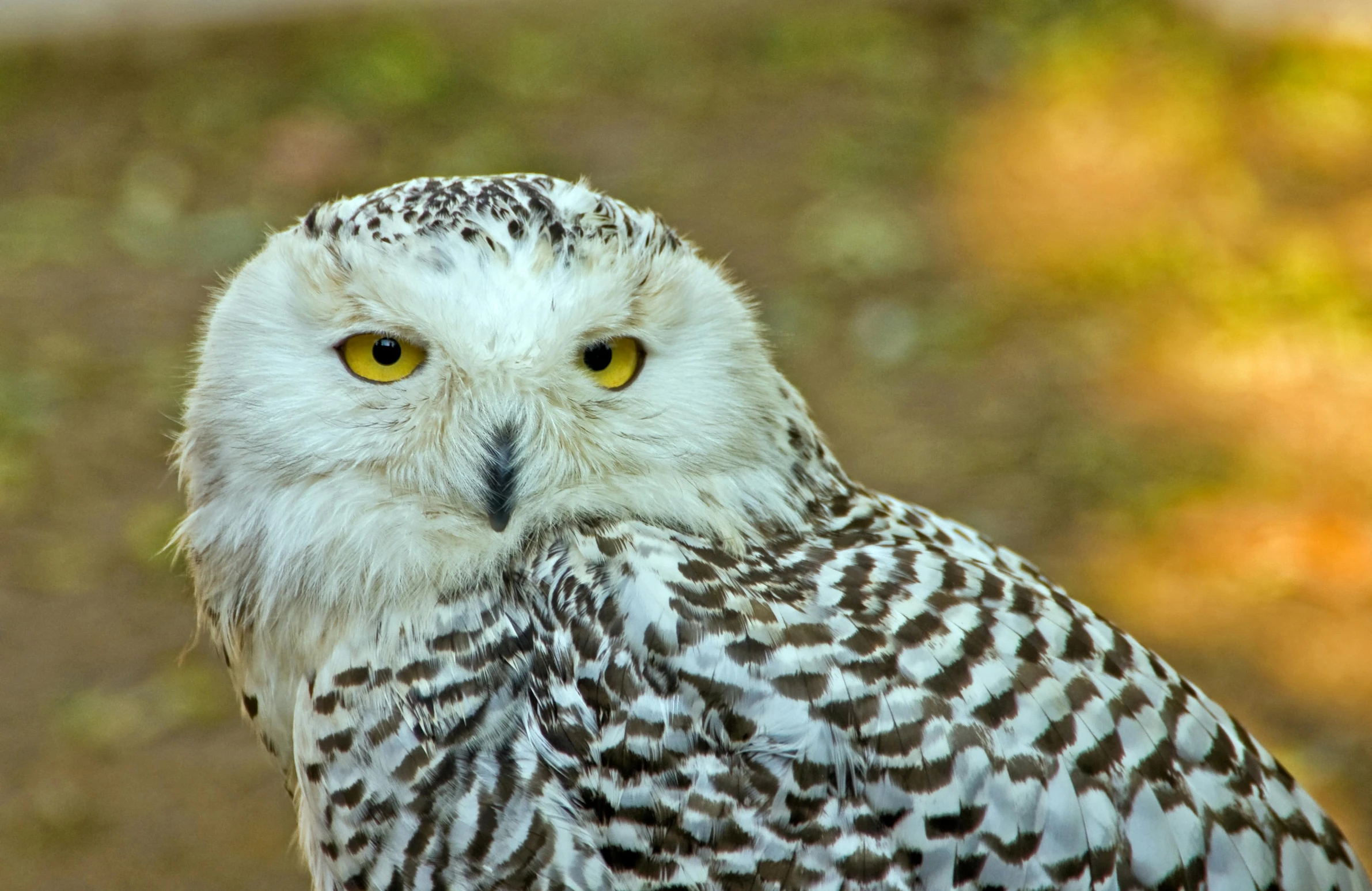 a close up of a snowy owl with yellow eyes, pexels contest winner, hurufiyya, fan favorite, pet animal, spotted, looking serious