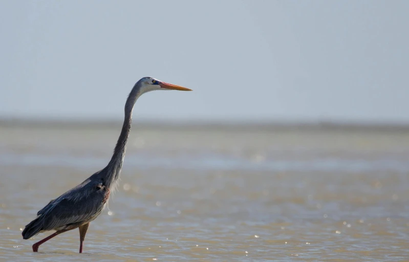 a bird that is standing in the water, looking off into the distance, crane, older male, afar