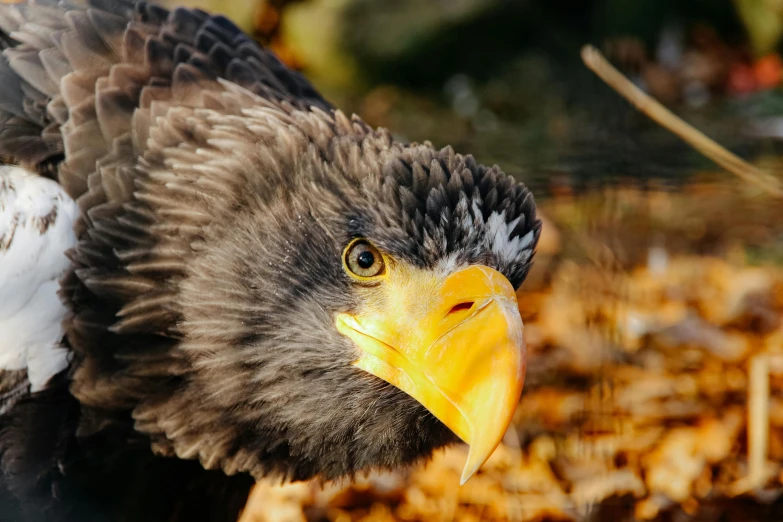 a close up of a bird of prey, pexels contest winner, hurufiyya, beak of an eagle, 🦩🪐🐞👩🏻🦳, high angle shot, spiky