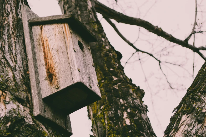 a birdhouse hanging from the side of a tree, pexels contest winner, 🦩🪐🐞👩🏻🦳, faded worn, thumbnail, brown