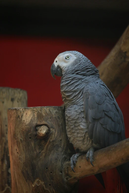 a parrot sitting on top of a tree branch, solid grey, in the zoo exhibit, sitting on a log, with a white nose