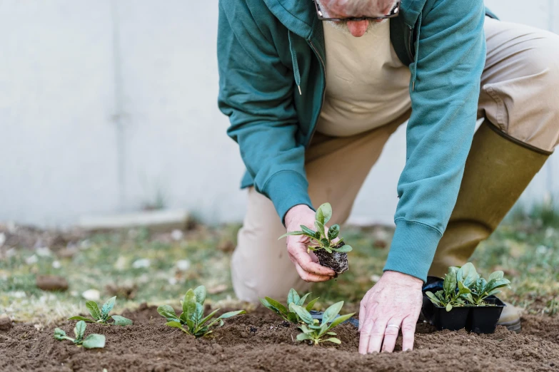 a man that is kneeling down in the dirt, gardens with flower beds, dementia, thumbnail, small plants