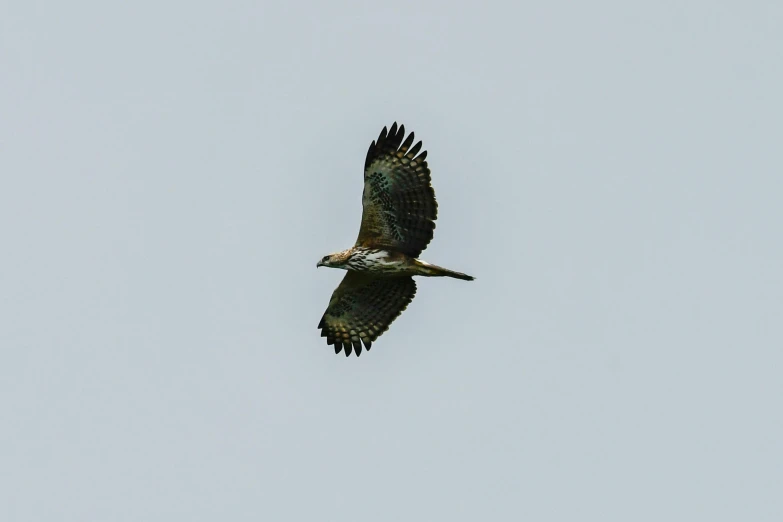 a bird that is flying in the sky, looking partly to the left, hawk wings, as seen from the canopy, on grey background