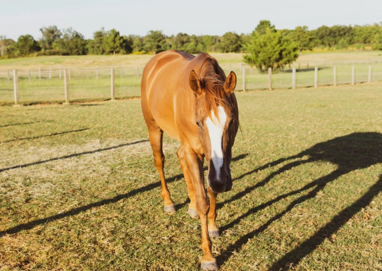 a brown horse standing on top of a grass covered field