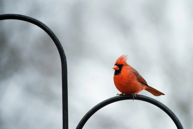 a red bird sitting on top of a metal pole