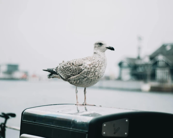 a seagull standing on top of a trash can, pexels contest winner, 🦩🪐🐞👩🏻🦳, jovana rikalo, portrait of a small, photo taken from a boat