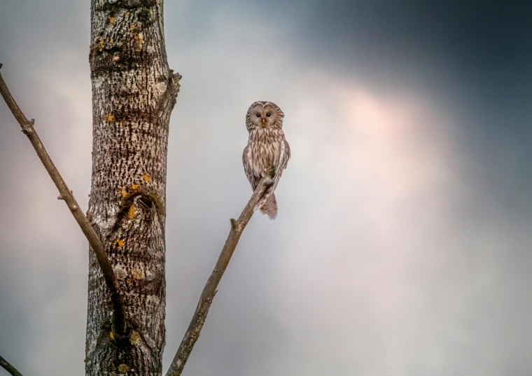 a bird sitting on top of a tree branch, by Niklaus Manuel, pexels contest winner, very very small owl, grey mist, by greg rutkowski, a wooden