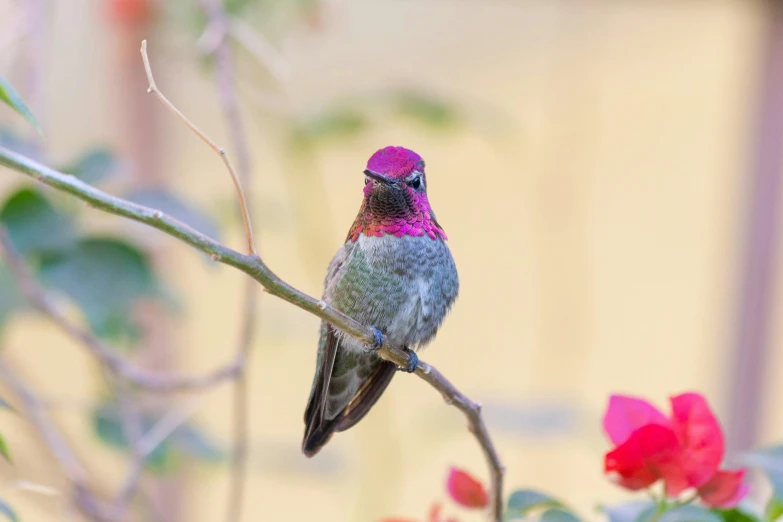 a hummingbird sitting on top of a tree branch, a portrait, pexels contest winner, arabesque, magenta and gray, portrait of small, gardening, album