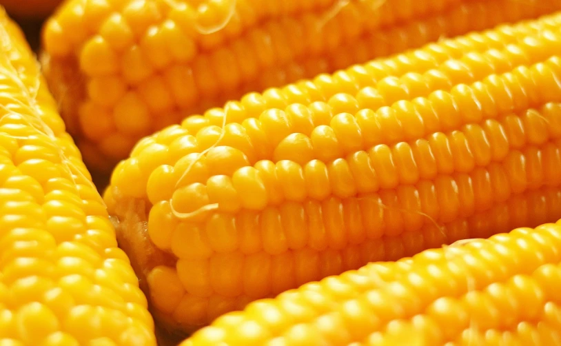 a close up of corn on the cob, a digital rendering, pexels, orange yellow, 6 pack, thumbnail, performance