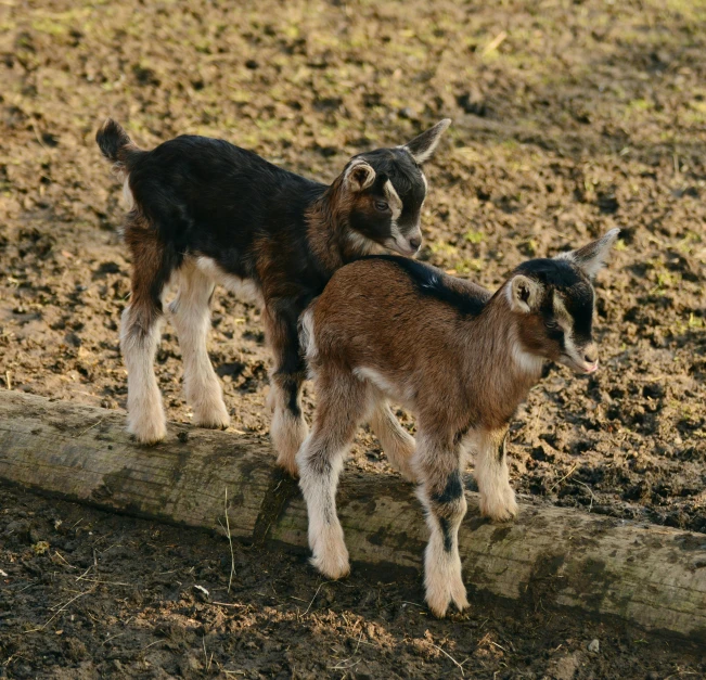 a couple of goats standing on top of a log, hatched pointed ears, on a farm, jen atkin, high quality photos