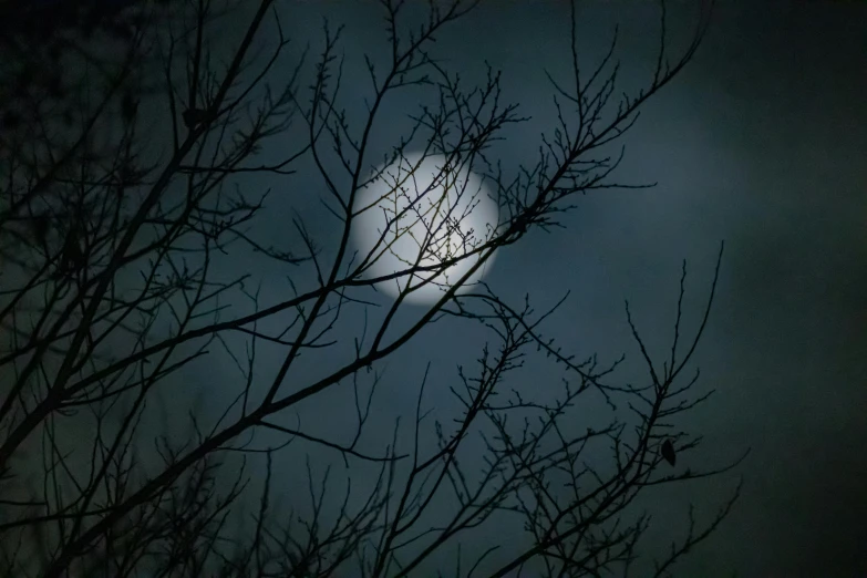 a full moon is seen through the branches of a tree, by Alison Geissler, pexels, baroque, a dark