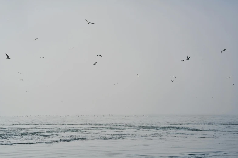 a flock of birds flying over a body of water, unsplash, minimalism, gray fog, oceanside, fishing, 2022 photograph