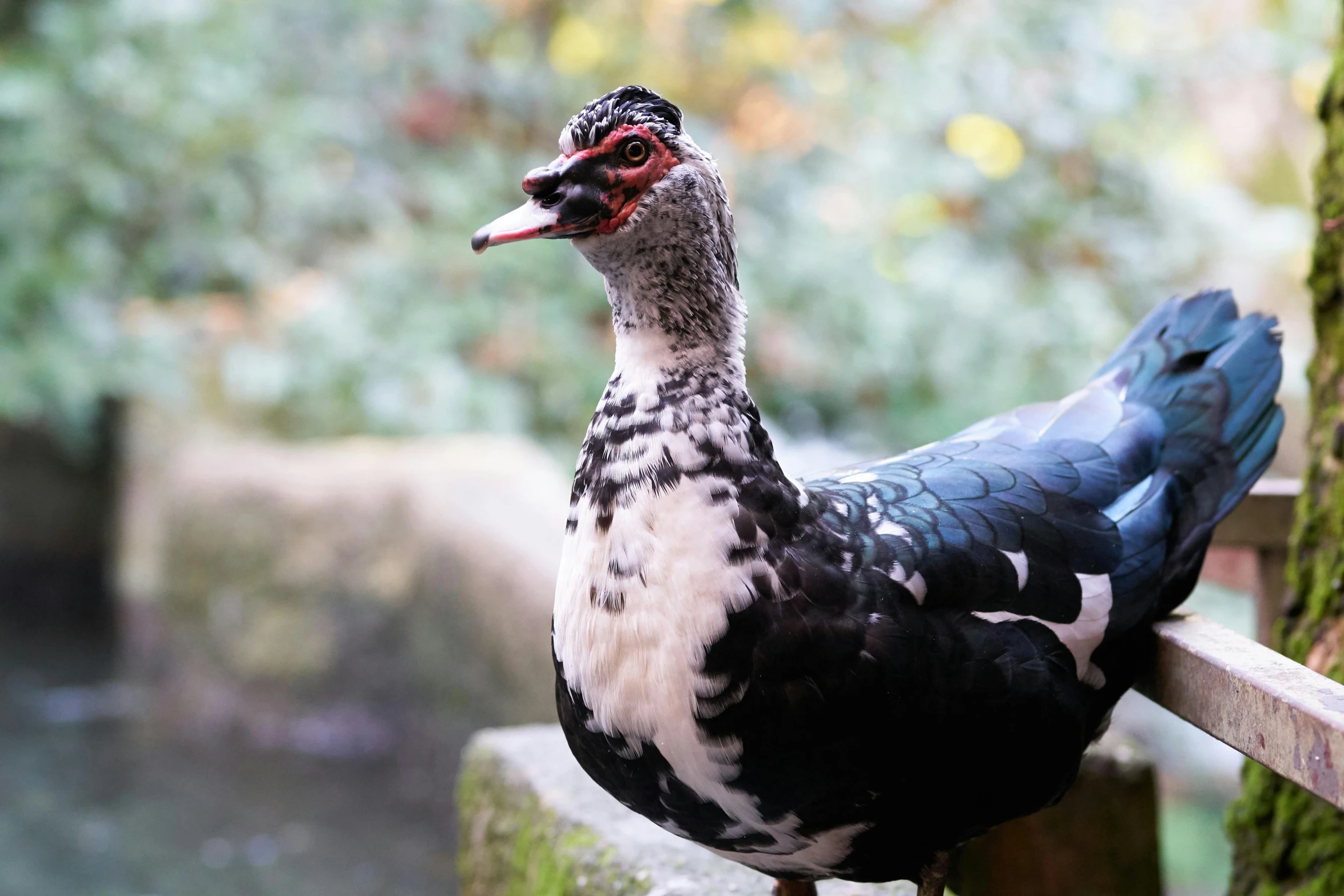 a black and white duck standing next to a tree, a portrait, unsplash, hurufiyya, very ornamented, ready to eat, 🦩🪐🐞👩🏻🦳, perched on a rock