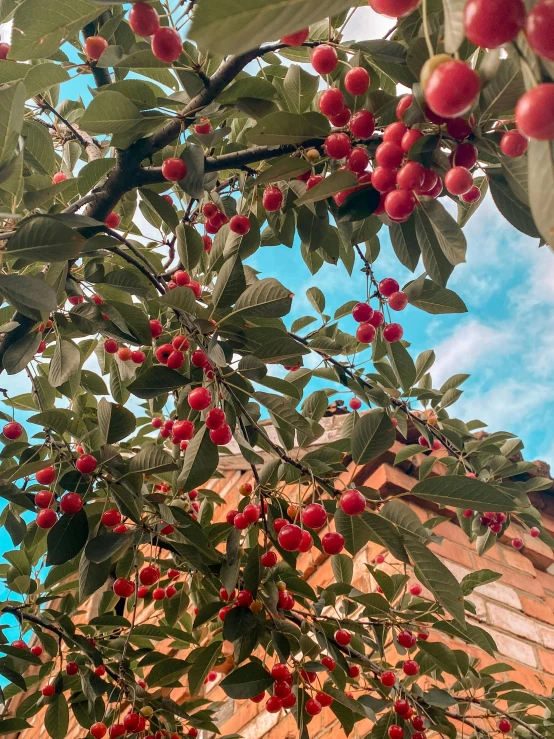 a cherry tree in front of a brick building, by Julia Pishtar, trending on unsplash, 🎀 🧟 🍓 🧚, berries inside structure, agrigento, taken on iphone 14 pro