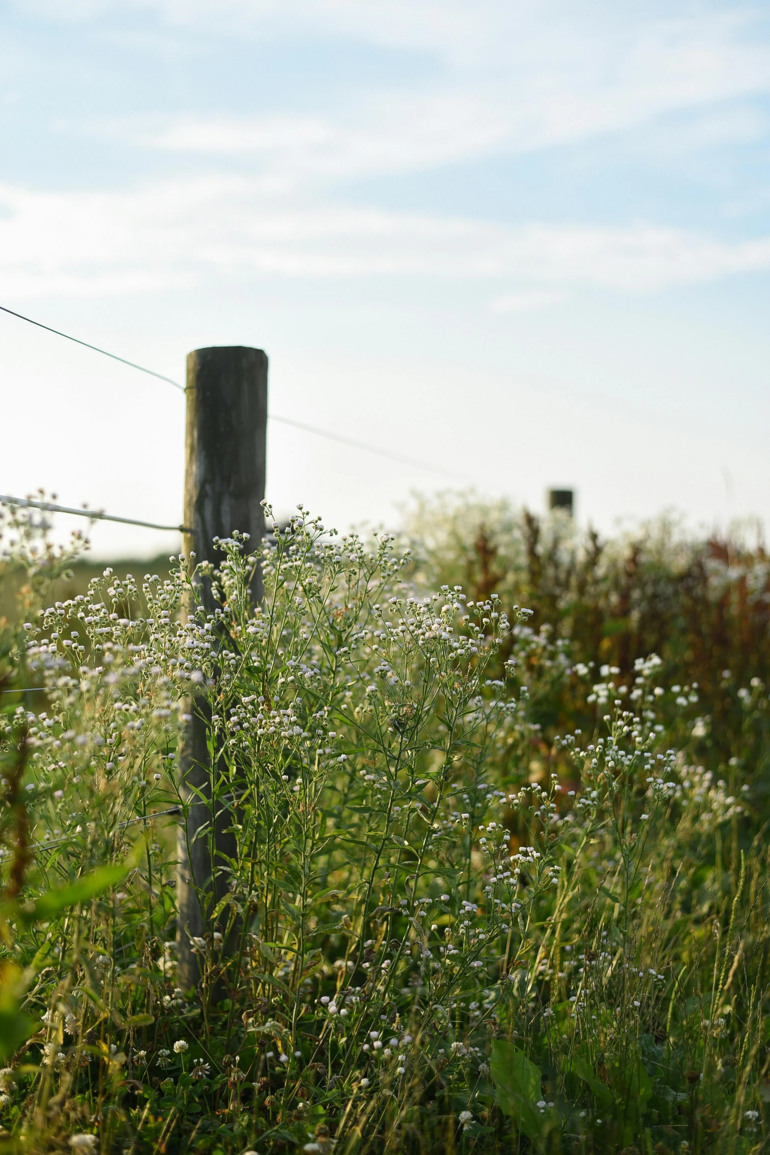 a horse standing on top of a lush green field, fence line, gypsophila, telephone pole, wild berry vines