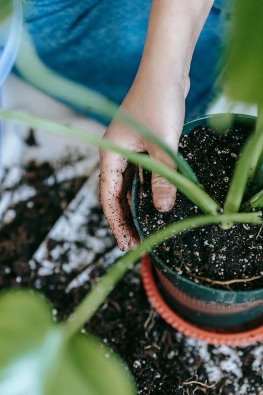 a close up of a person holding a potted plant, creating a soft, mixed medias, no cropping, plant sap