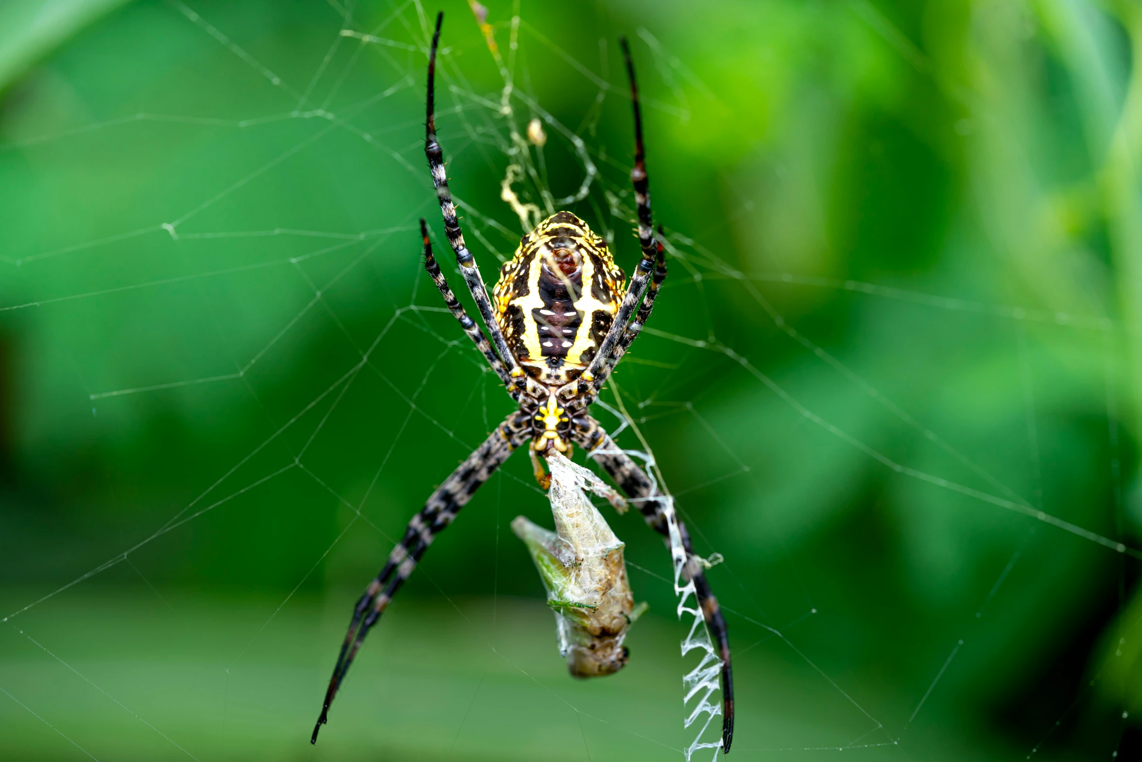 a close up of a spider on a web, pexels contest winner, hurufiyya, ornately dressed, family dinner, hanging, getty images