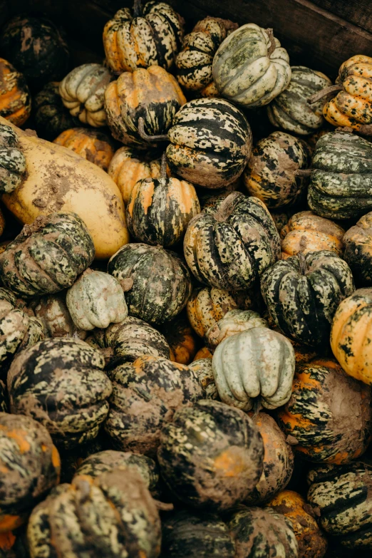 a wooden box filled with lots of different types of squash, by Jacob Burck, unsplash, renaissance, 2 5 6 x 2 5 6 pixels, madagascar, carriage made of pumpkins, camo