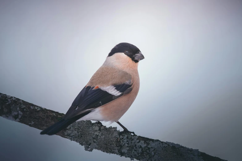 a bird sitting on top of a tree branch, inspired by Frederick Goodall, trending on pexels, gushy gills and blush, moist foggy, male and female, small chin