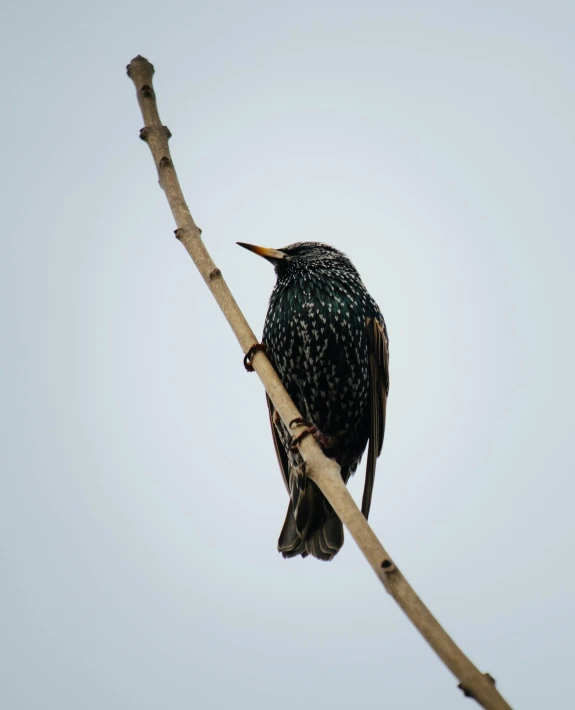 a black bird sitting on top of a tree branch, pexels contest winner, gray mottled skin, emerald, low quality photo