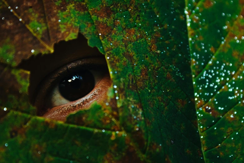 a close up of a person's eye through a leaf, pexels contest winner, the eyes of sharbat gula, ayahuasca, full body extreme closeup, slide show