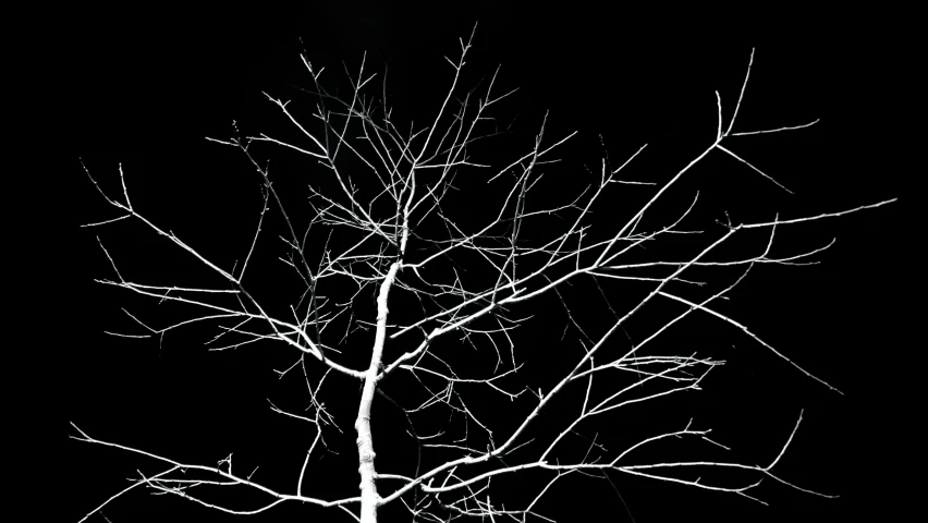 a black and white photo of a bare tree, a black and white photo, inspired by Robert Mapplethorpe, minimalism, white on black, night outside, birch, fine digital art