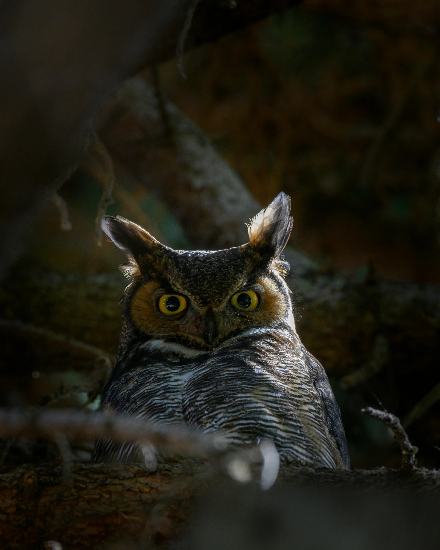 a close up of an owl sitting in a tree, in the middle of dark forest, two pointed ears, looking out, unsplash photo contest winner