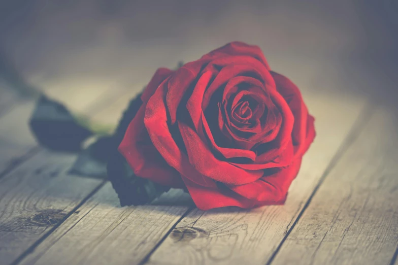 a red rose sitting on top of a wooden table, profile image