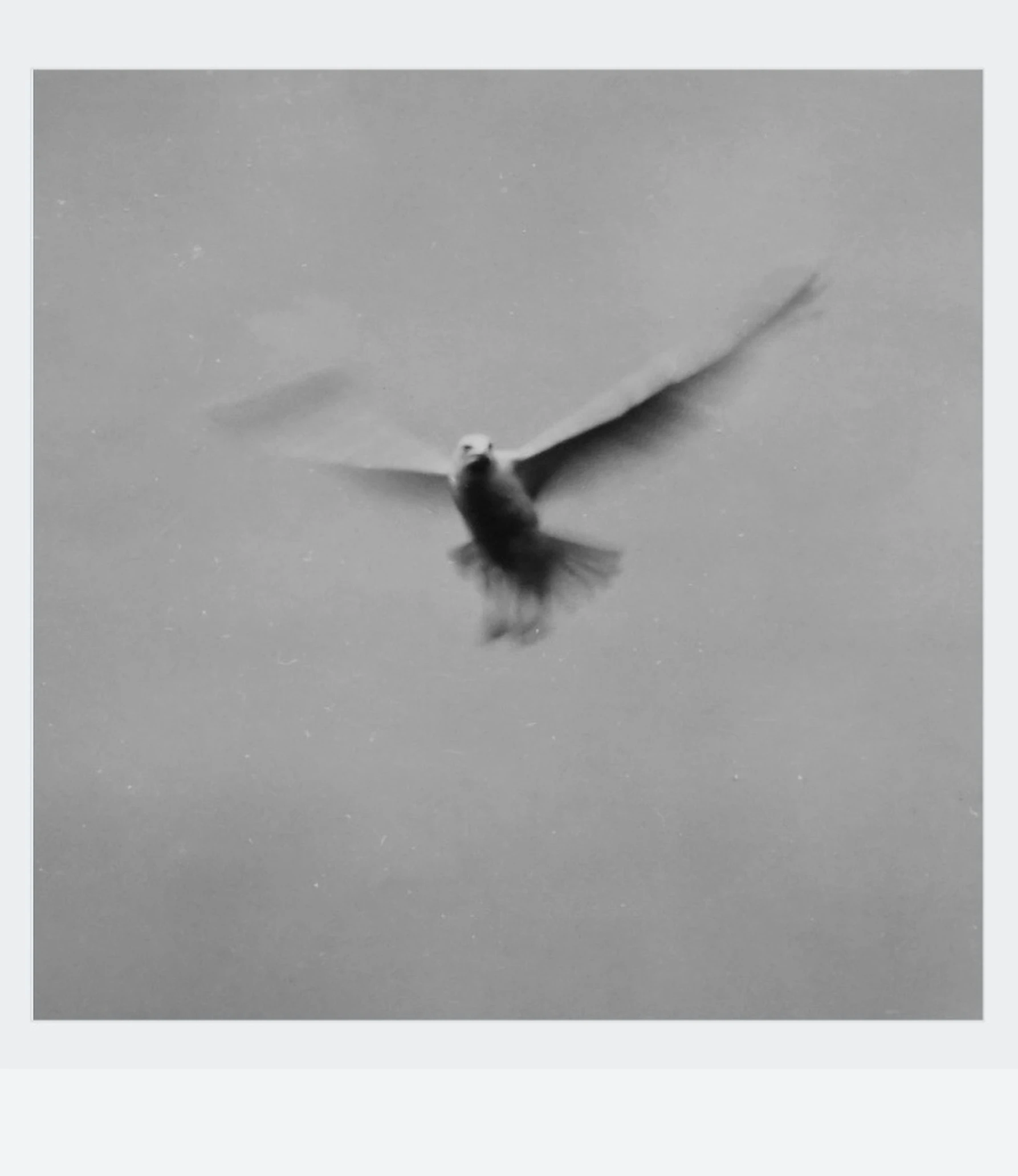 a black and white photo of a bird in flight, a black and white photo, by Shinji Aramaki, alec soth : : love, dove, album cover art, style of hiroshi sugimoto
